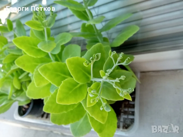 Дебела Мара - 5 €., снимка 3 - Градински цветя и растения - 54003994