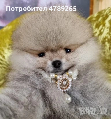 Померан Джудже с Родословие , снимка 10 - Померан - 54125324