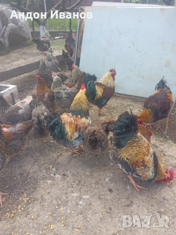 Разплодни яйца и малки пиленца от Катунски кокошки