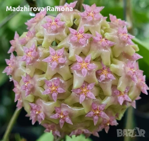 Хоя. Hoya Balaensis 