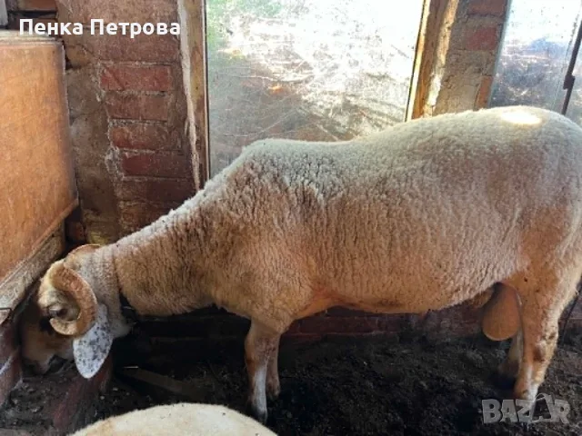 Продавам коч на 1,5 години