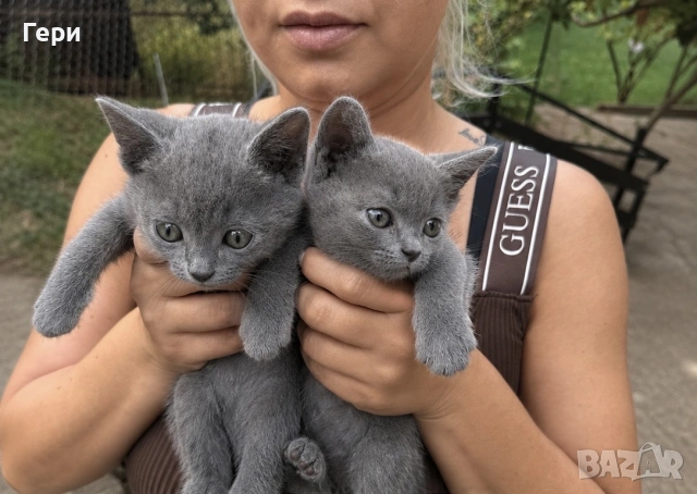 Руски сини котета , снимка 5 - Руска синя котка - 55257080