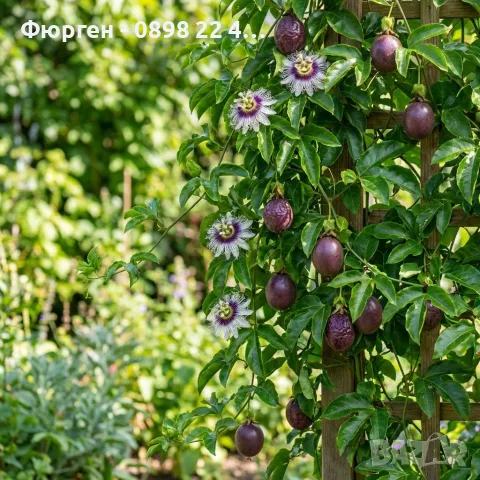 Пасифлора (Маракуя) – Passiflora edulis