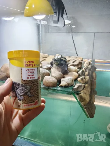 Водна костенурка с аквариум и аксесоари , снимка 6 - Костенурки - 55686709