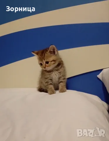 Британско коте таби, снимка 3 - Британска късокосместа - 55483445