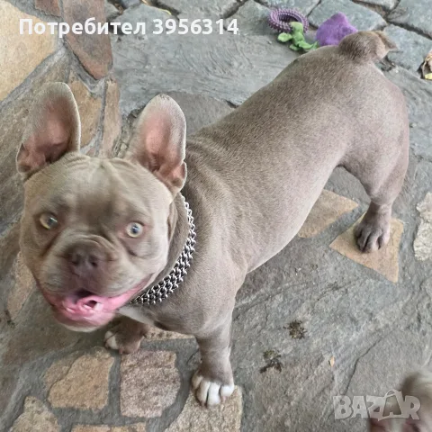 френски булдог на 1гудина , снимка 3 - Френски булдог - 55326268