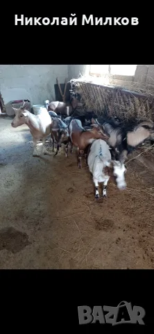 Продавам МИНИ КОЗИ, снимка 4 - Кози - 54429821