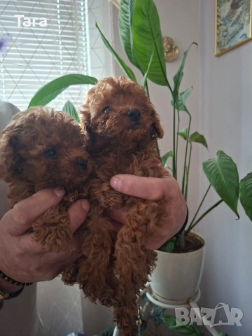 мъжки пудел той, снимка 3 - Пудели - 54022835