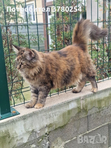 Мейн Кун , снимка 5 - Мейн кун - 54024623