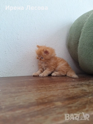 Персийски котенца, снимка 10 - Персийска - 38412283