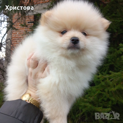 Момиче и момченце на 55 дни, снимка 2 - Померан - 55064815