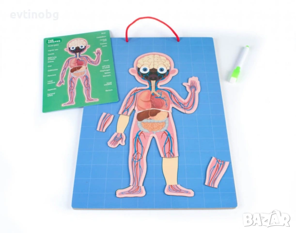 Магнитна дъска с човешкото тяло, снимка 3 - Конструктори - 54066809