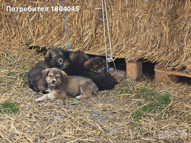 Подарявам кученце