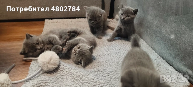 Британски късокосмести