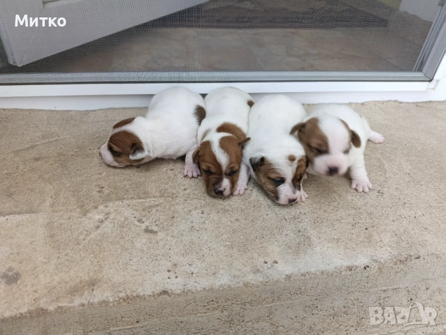 Джак Ръсел териер , снимка 4 - Джак ръсел териер - 54097301