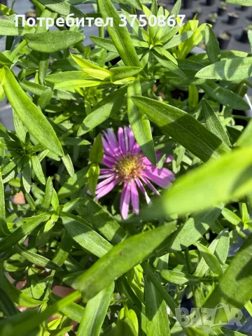 🩷🌿🩷 Астра Calypso (Callistephus chinensis 'Calypso') - кълбовидна астра 