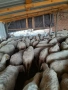 Продавам овце  , снимка 8