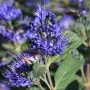 Caryopteris ‘Heavenly Blue'(Кариоптерис ‘Небесносин’), снимка 1