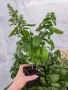 Босилек ocimum basilicum, снимка 2