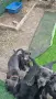 Продаваме кученца Кане Корсо, снимка 2