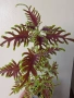 Колеус Скелетон, coleus skeletal/skeleton, снимка 1