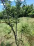 Къща в с. Червена вода, снимка 15