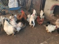Кокошки, снимка 10