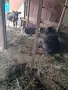3 женски 1 мъжко породисти, снимка 2