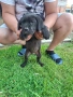 Кане Корсо, снимка 12