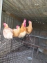 Продавам жълт легхорн, снимка 3