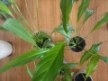 Спатисфилум, снимка 2
