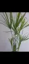 Водна палма, циперус, cyperus alternifolius Big form, снимка 1