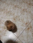 Mini Pomeran, снимка 10