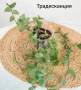 Комплект оm 12 Стайни Растения (Вкоренени), снимка 3
