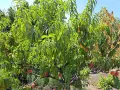 Продава двуетажна масивна къща, снимка 8