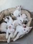 Подарявам малки котенца, снимка 1