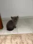 🐱 Продават се 3 прекрасни котета 🐱, снимка 4