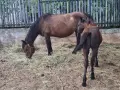 Продавам две кобили, снимка 4