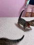 Бенгалски котета, снимка 9