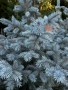 Сребрист Смърч Picea Pungens, снимка 2
