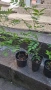 Продавам растение Текома (Кампсис), снимка 3
