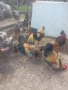 Разплодни яйца и малки пиленца от Катунски кокошки, снимка 1