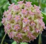 Хоя. Hoya Balaensis , снимка 1