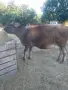 Заплодена крава, снимка 1