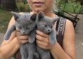Руски сини котета , снимка 5