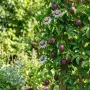 Пасифлора (Маракуя) – Passiflora edulis, снимка 1