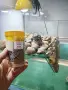 Водна костенурка с аквариум и аксесоари , снимка 6