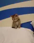 Британско коте таби, снимка 3