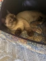  Колор пойнт котета , снимка 2