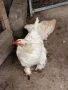Продавам домашни кокошки , снимка 9